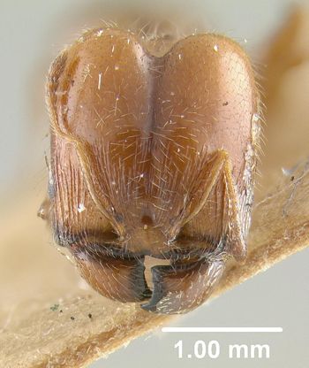 Media type: image;   Entomology 9139 Aspect: head frontal view